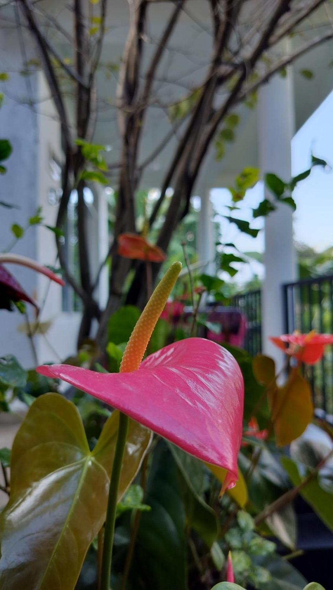 The Bliss Homestay エッラ エクステリア 写真